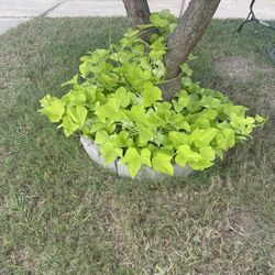 Plant For Sale 🪴 