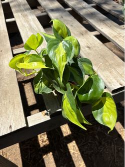 Philodendron Brasil