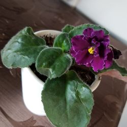 Violet Plant In a 4" Ceramic Pot