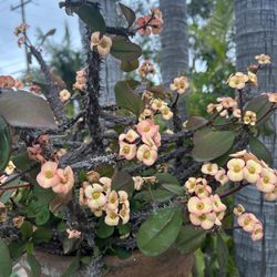 Crown Of Thorns Plant
