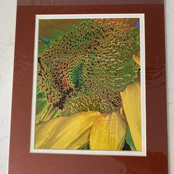 Vibrant Flower Sunflower Artist Photograph Double Matted - Ready To Pop Into Frame 11 X 14