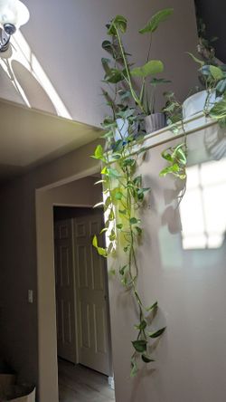 🌿 Big & Healthy Pothos Plant – $20 🌿 in Lacey