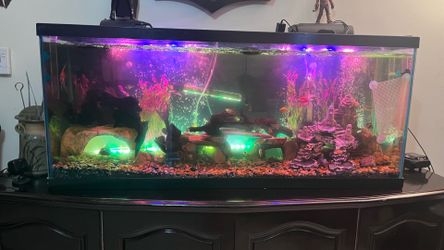 Large aquarium tank for snake, fish, reptile, pet 60 gallon