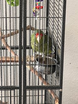 Red Crown Parrot