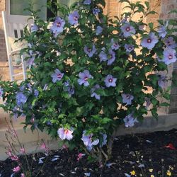 Blue Rose Of Sharon Hibiscus Seedlings
