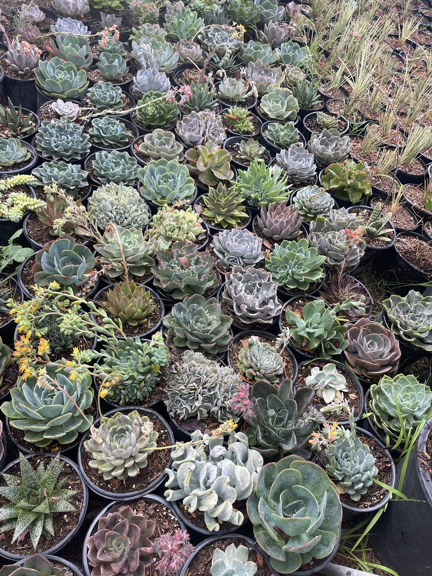 Succulents