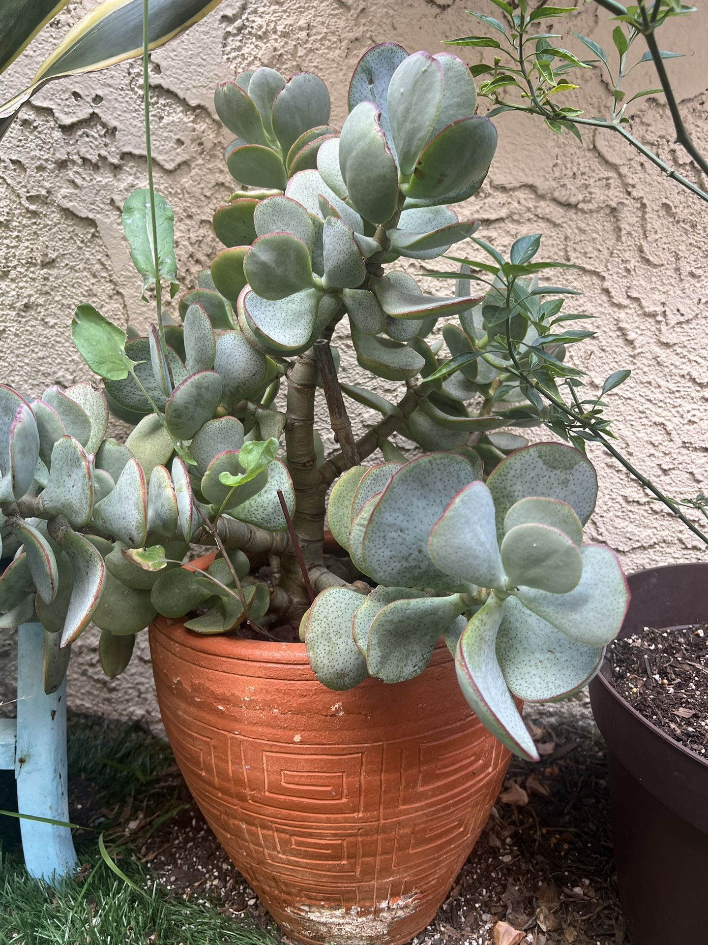 Succulents