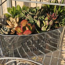 Beautiful Mothers Day Arrangements Packed With Succulents 