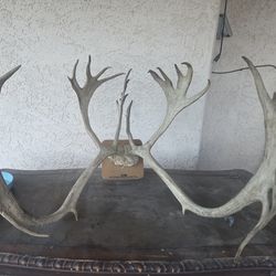 Caribou Antlers