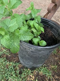 Regresan Las plantitas de Hierbabuena ( Peppermint)