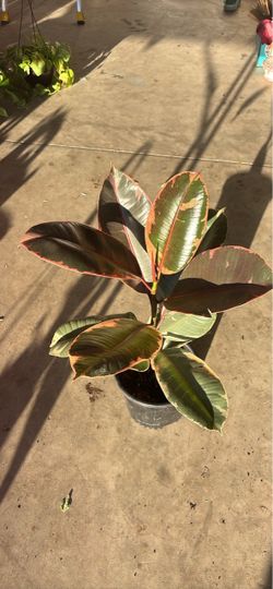 Variegated Rubber Plant in Pot