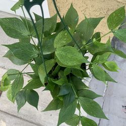 Hoya Fishtail 6” Pots. Plants 