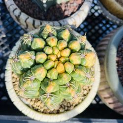 Gymnocalycium Variegated Imported Cactus