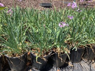Society Garlic Plants 1 gallon