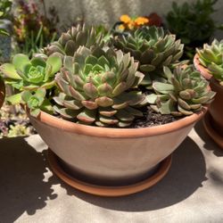 Succulent w/pot