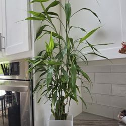 Bamboo Indoor House Plant