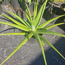 ALOE VERA PLANTS FOR SALE! 