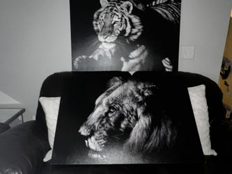 Lion/tiger Pictures