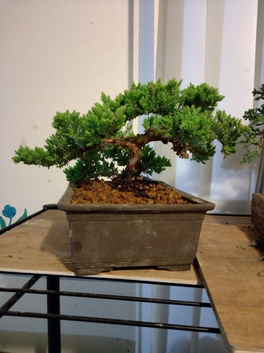 Bonsai Tree