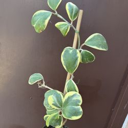 6” Xl Hoya Kerri Variegated 