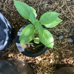 Tulsi Plant 
