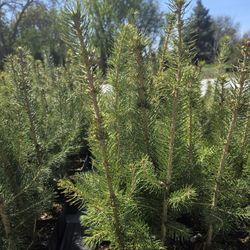 COLORADO BLUE SPRUCE TREES 