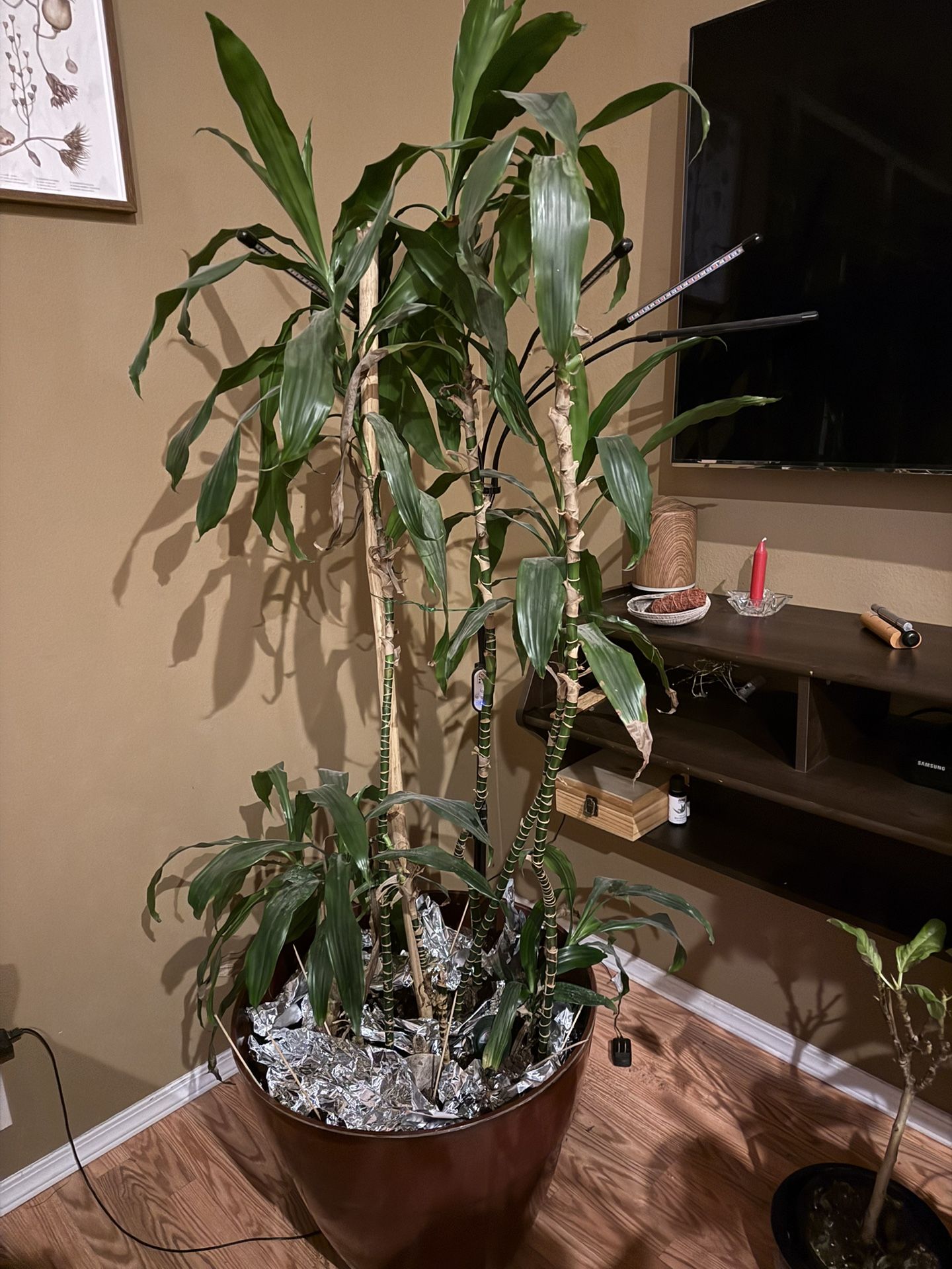 6ft Corn Plant.