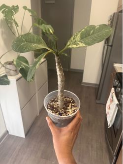 Variegated Plumeria