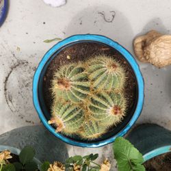 ball cactus (parodia magnifica) and blue ceramic pot