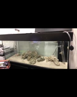 Big Fish Tank 