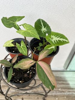 3 different Syngoniums for $25.  3  Singonios Por $25