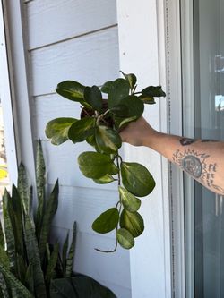 Hoya Obovata Inner Variegated