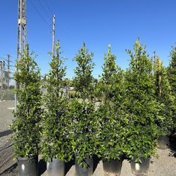 Privacy Hedges!!