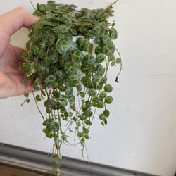 String Of Turtle House Plant, In 4 Inch Pot Puck Up Only