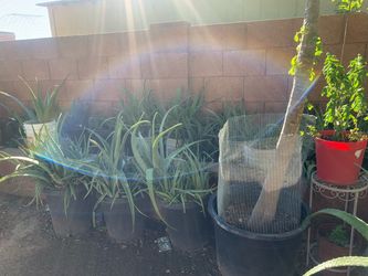 Aloe Vera Plants and more