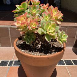 Kiwi Succulent 