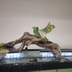Fish Tank Decoration