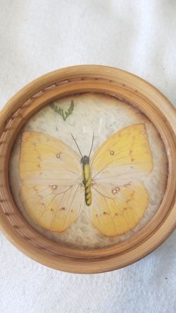 Pressed Butterfly Trinket Dish