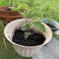 Thornless Blackberry Plants