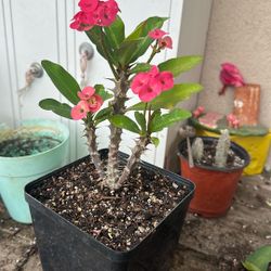 Corona De Cristo
