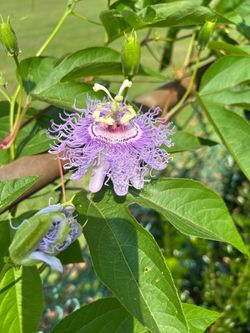 YESSS AVAILABLE! Passion flower plant - Perennial vine