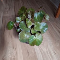 Beefsteak Begonia