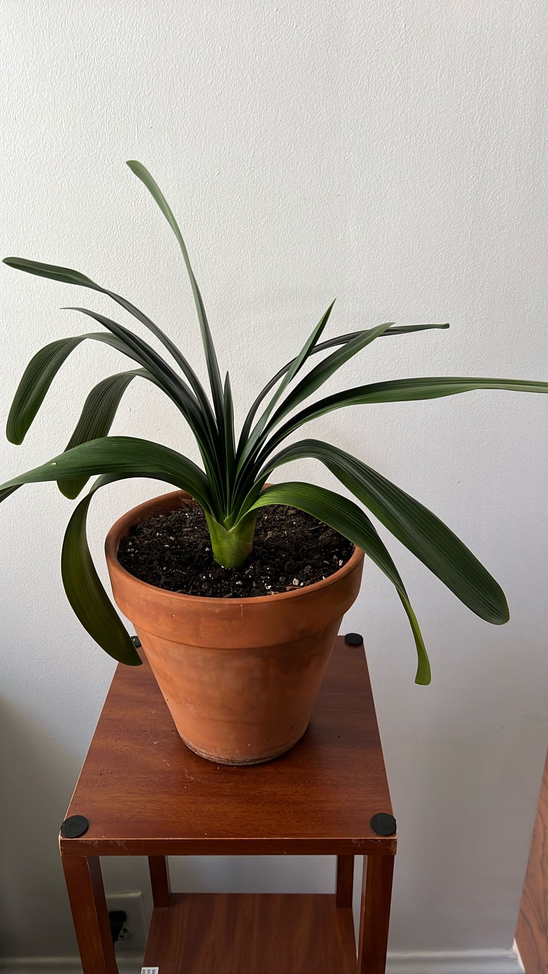 Live Clivia Houseplant, Bush Lilies in 8.5” Terracotta Pot, Red Flowers 