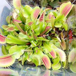Venus Fly Trap