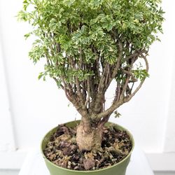 Aralia Ming Gold Stump Plant 6" Pot - Indoor House Plants