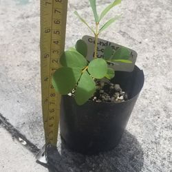 Candlestick Cassia (Senna) Starter Plant,  Live 