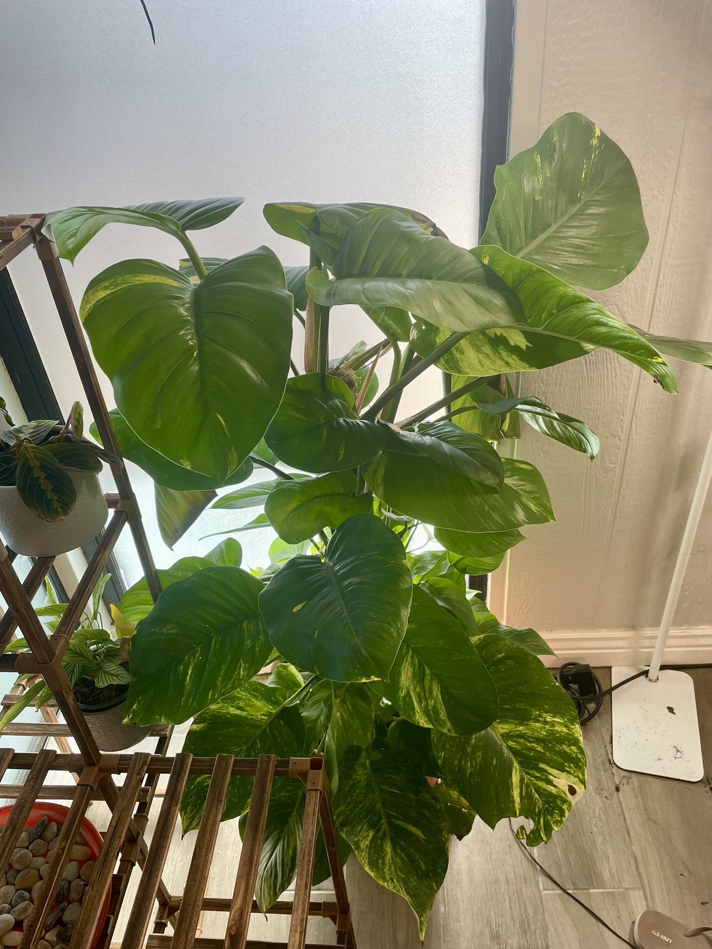 best soil for philodendron prince of orange Philodendron Prince of Orange | Houseplant main image 1