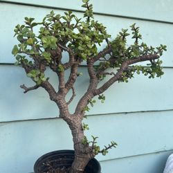 Jade Plant 