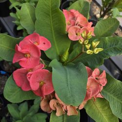 Coronas de cristo Plantas/ Crown Of Thorns Plants 🪴 