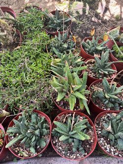 Succulent plants